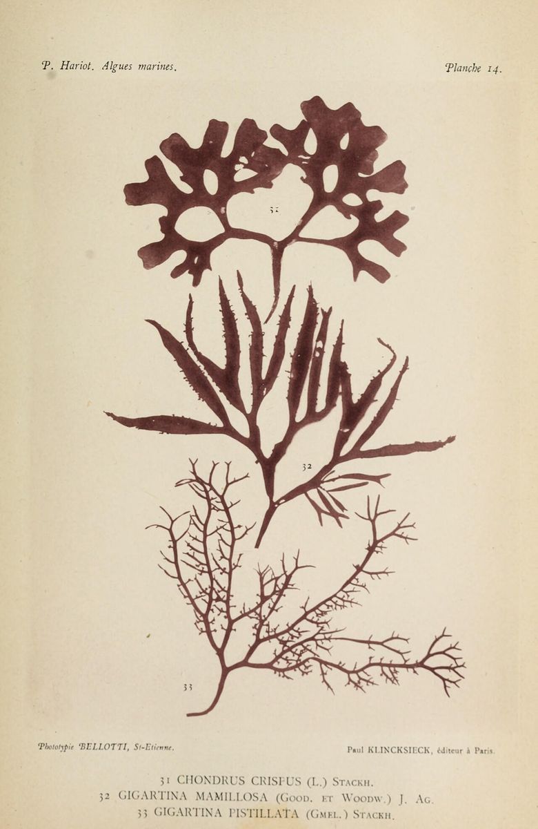 Carrageen