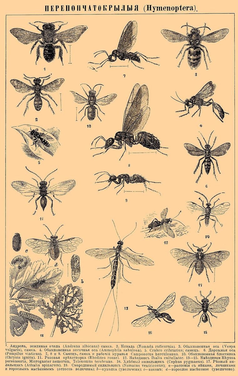 Black-banded Spider Wasp