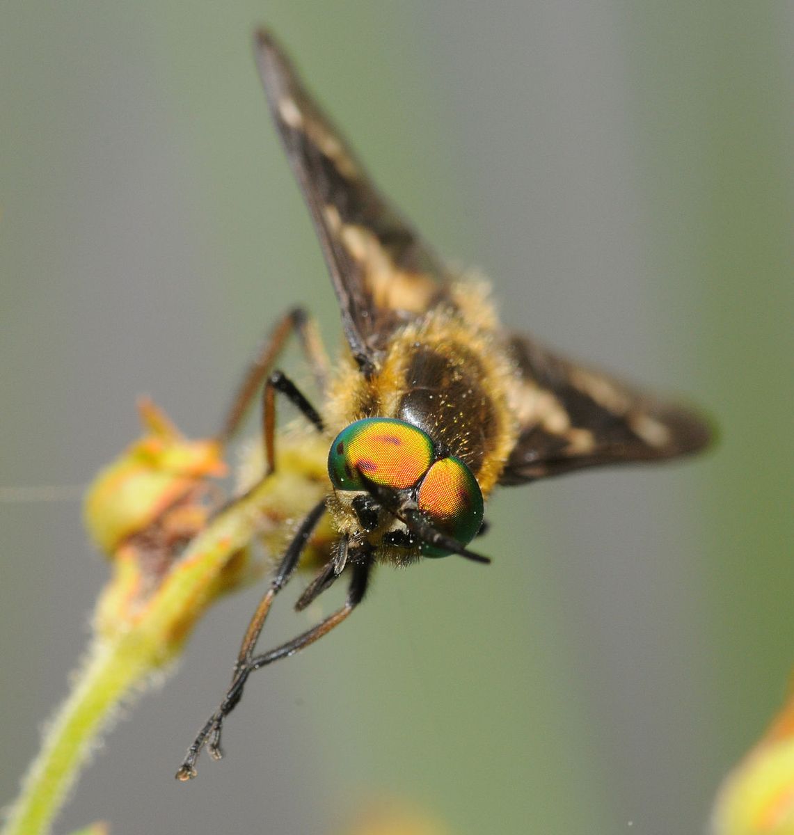 Twin-lobed Deerfly