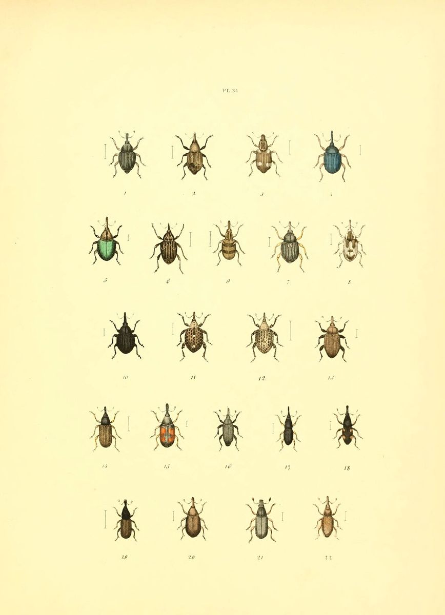 Loosestrife Weevil
