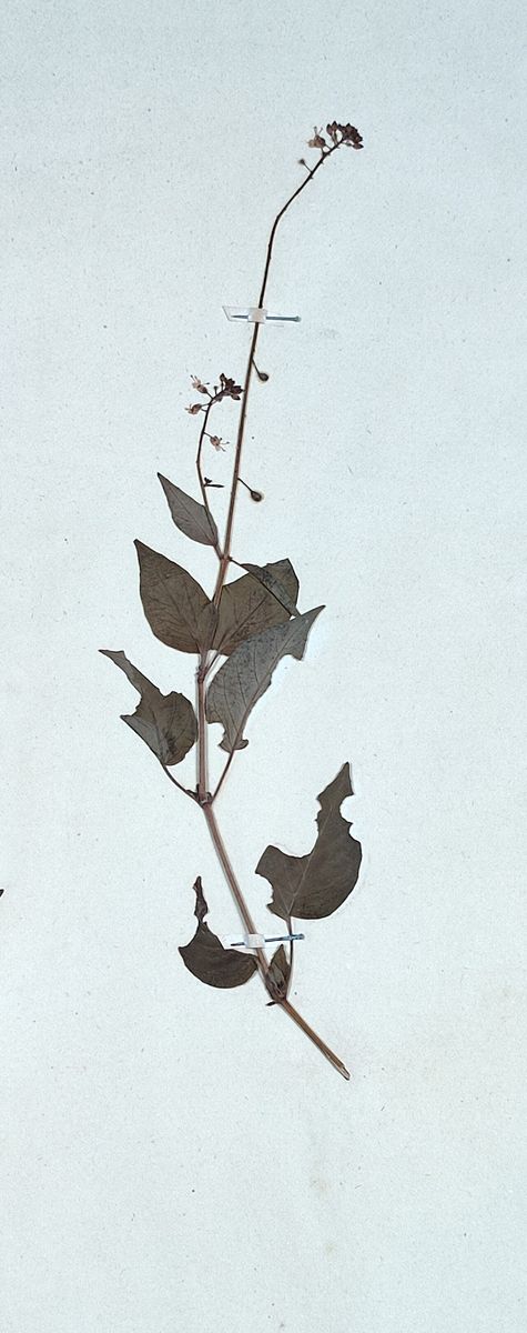 Enchanter's-nightshade