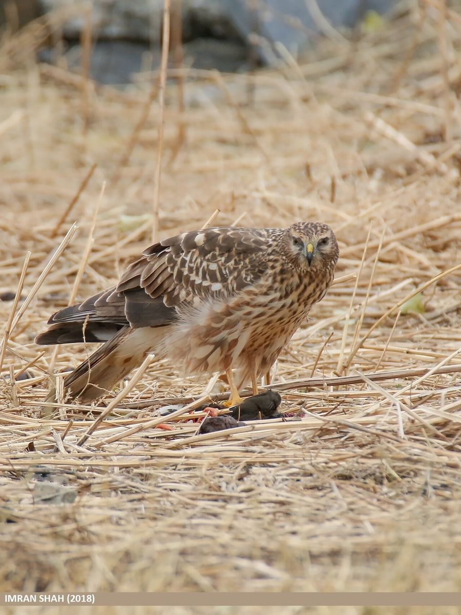 Hen Harrier