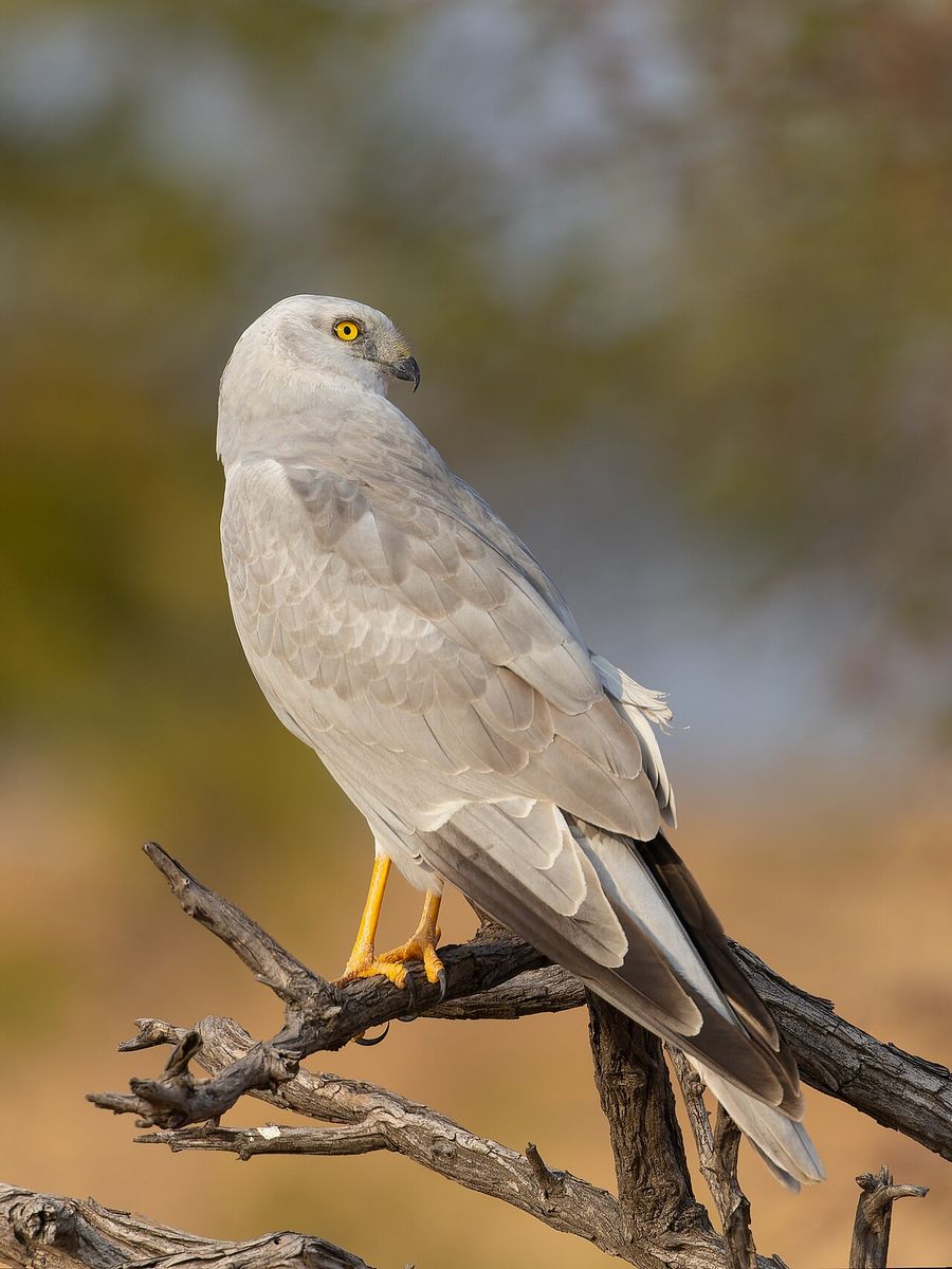 Pallid Harrier