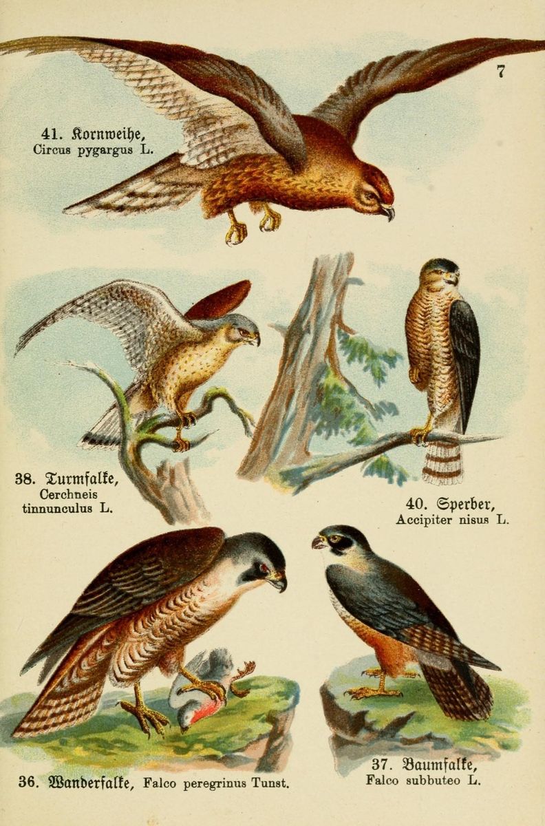 Montagu's Harrier