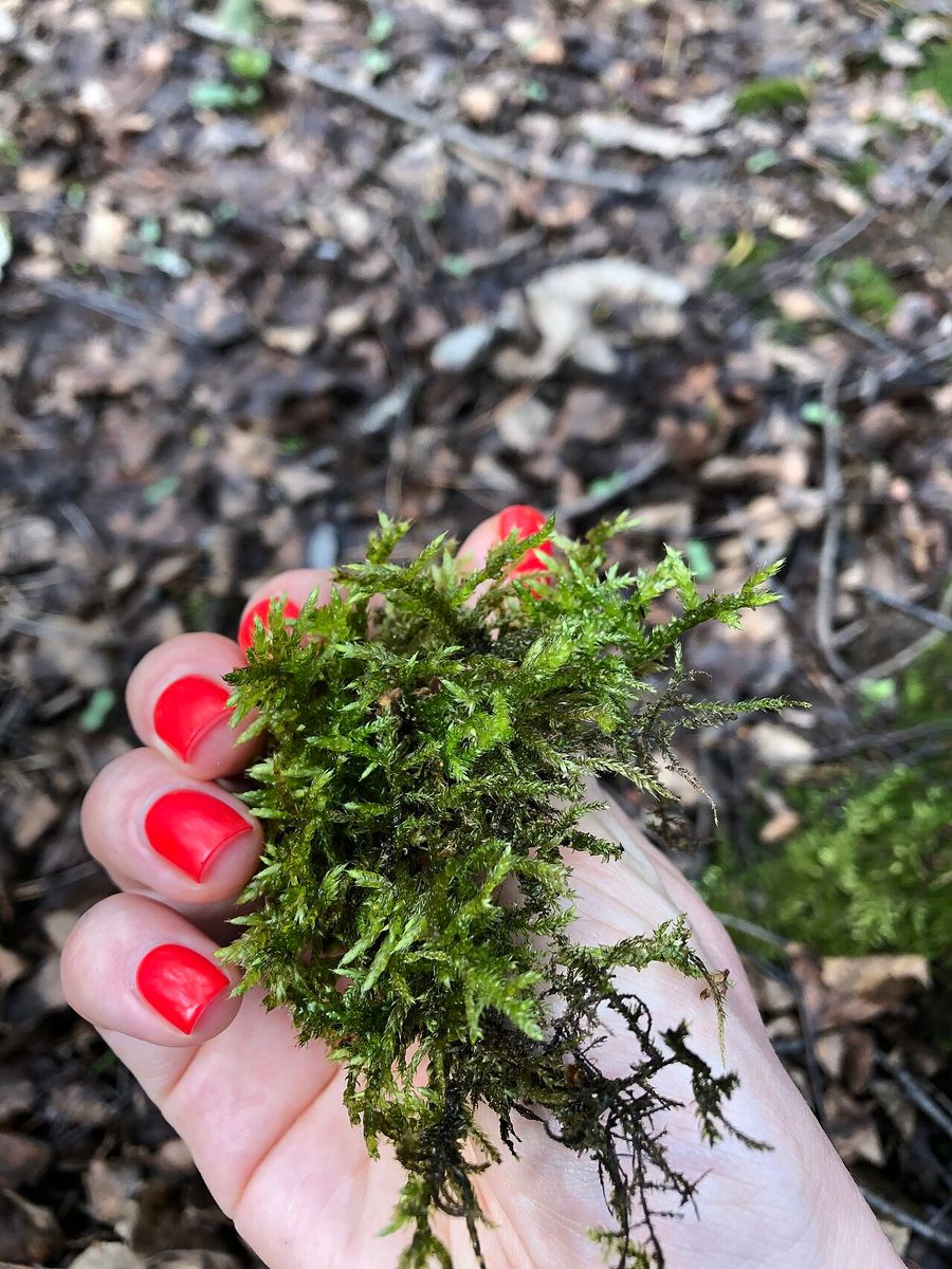 Hair-pointed Feather-moss