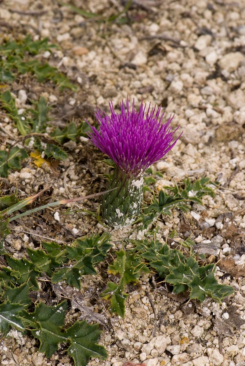 Dwarf Thistle