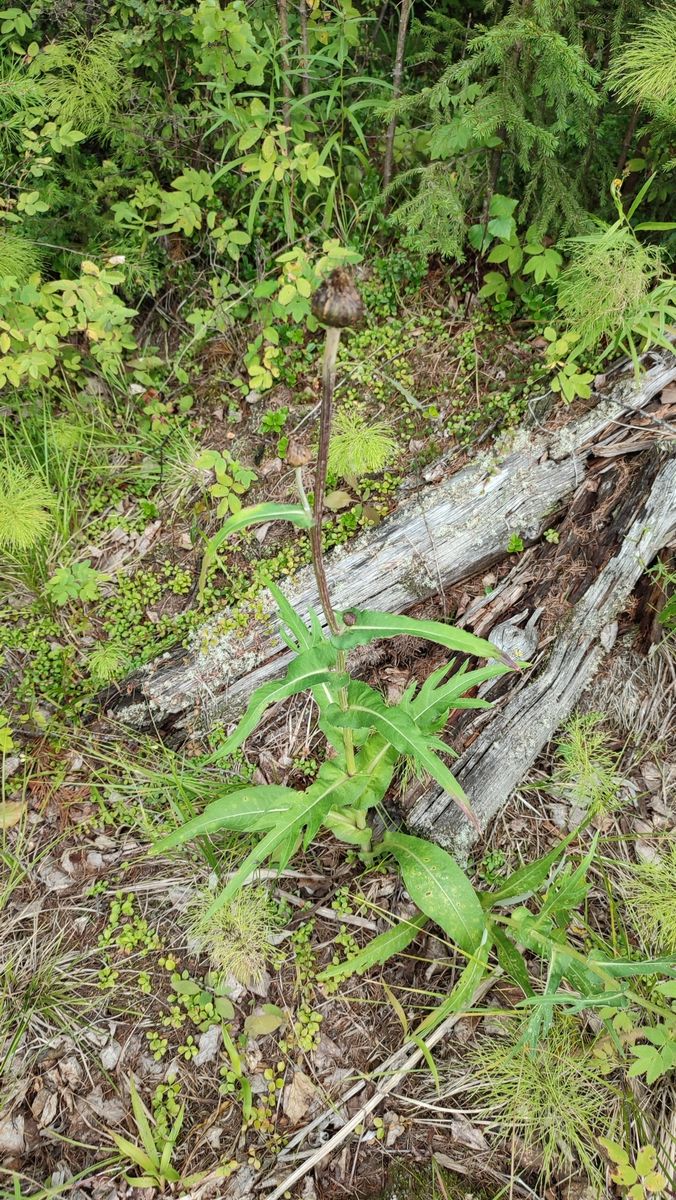 Melancholy Thistle