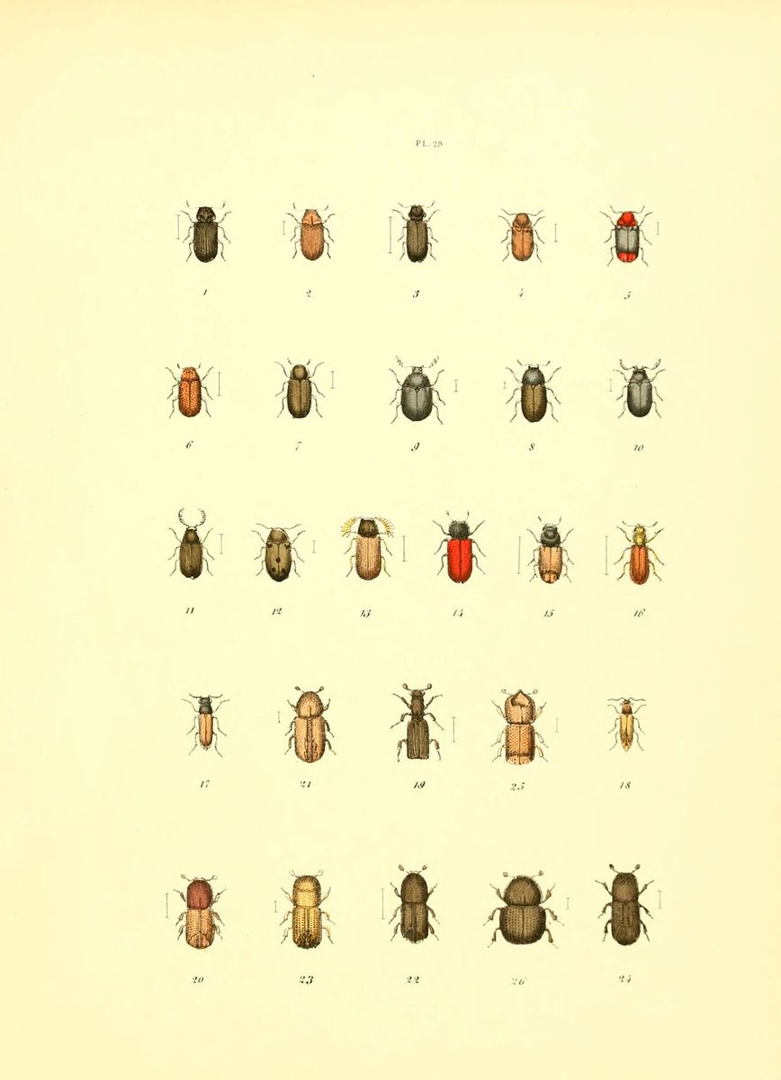 Fan-bearing Wood-borer