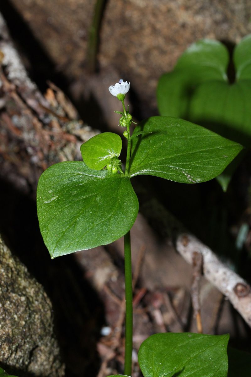 Pink Purslane