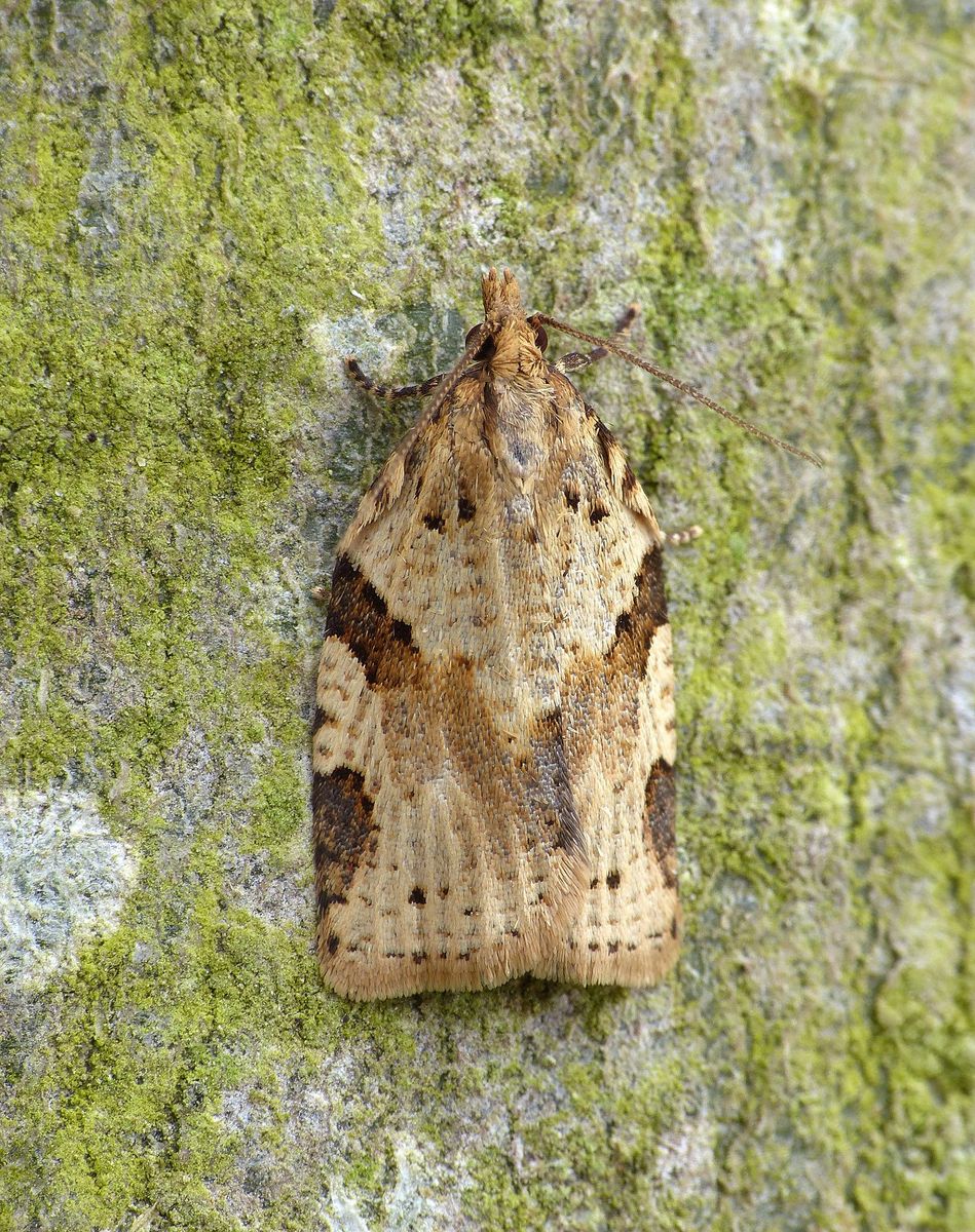 Cyclamen Tortrix