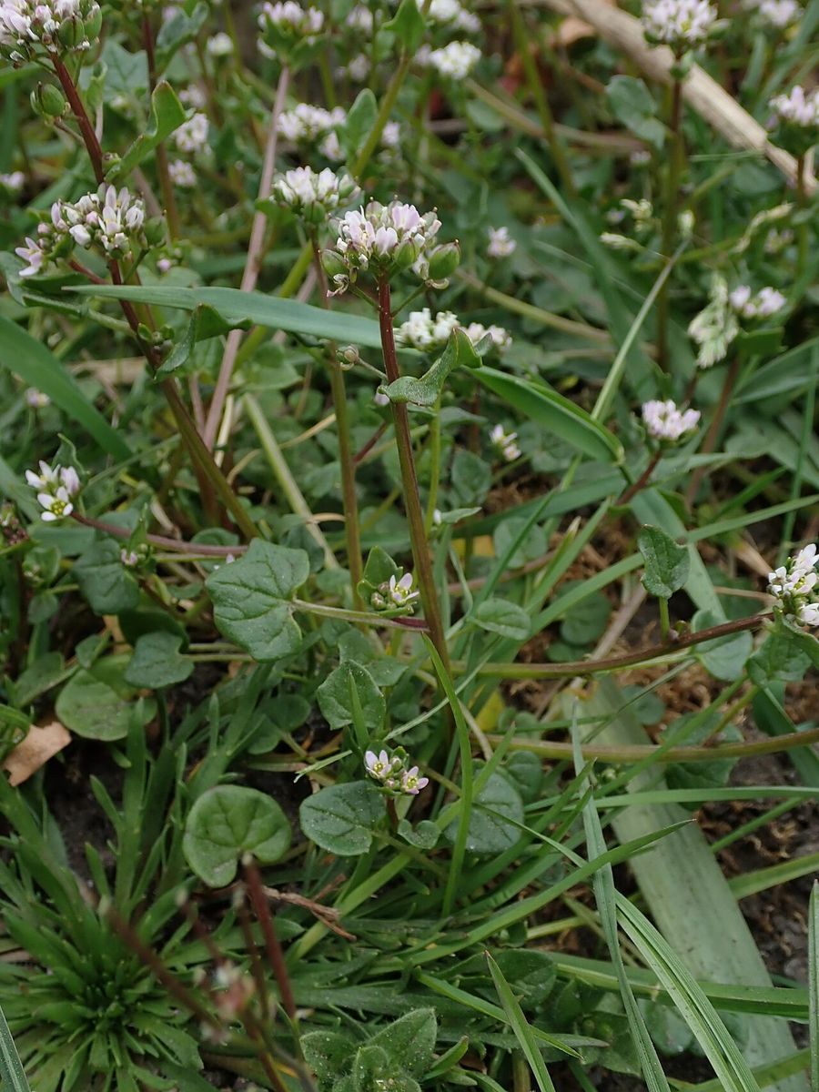 Danish Scurvygrass