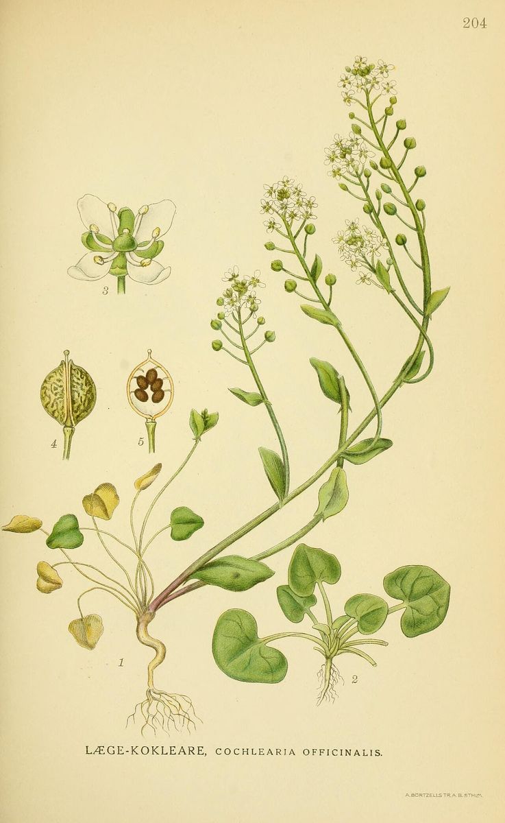 Common Scurvygrass