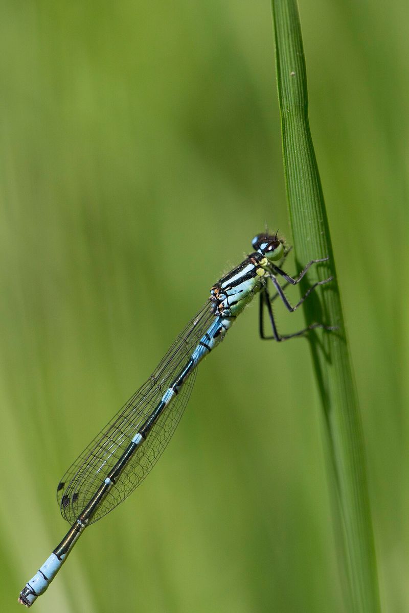 Irish Damselfly