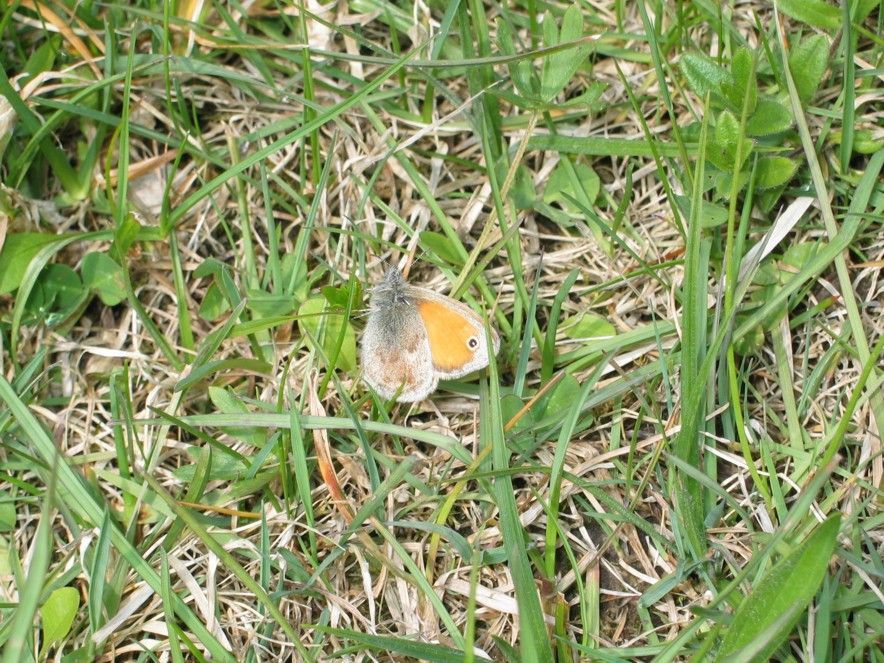 Small Heath