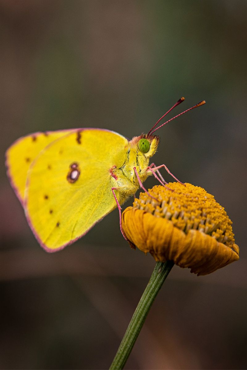 Clouded Yellow