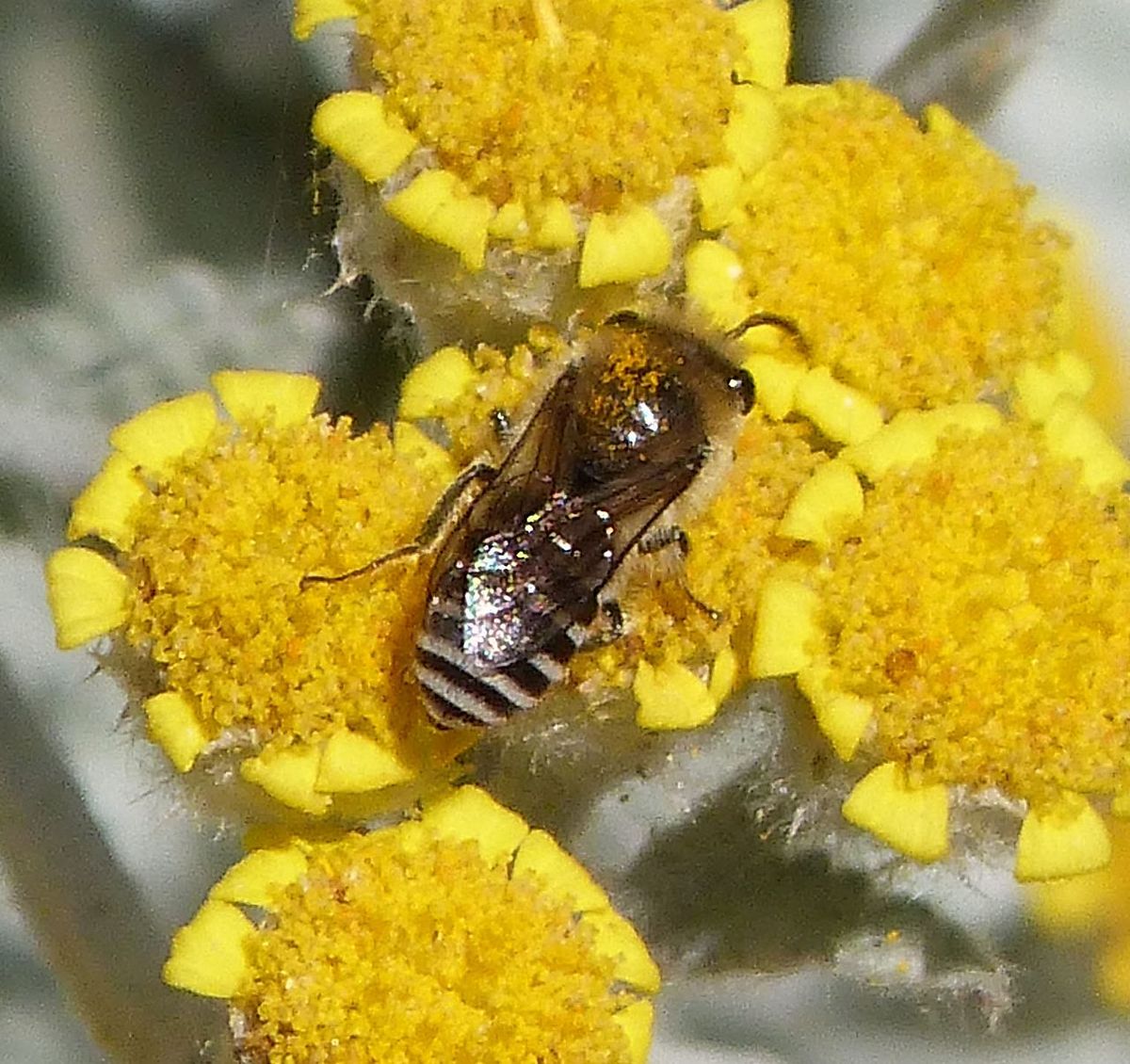 Davies' Colletes