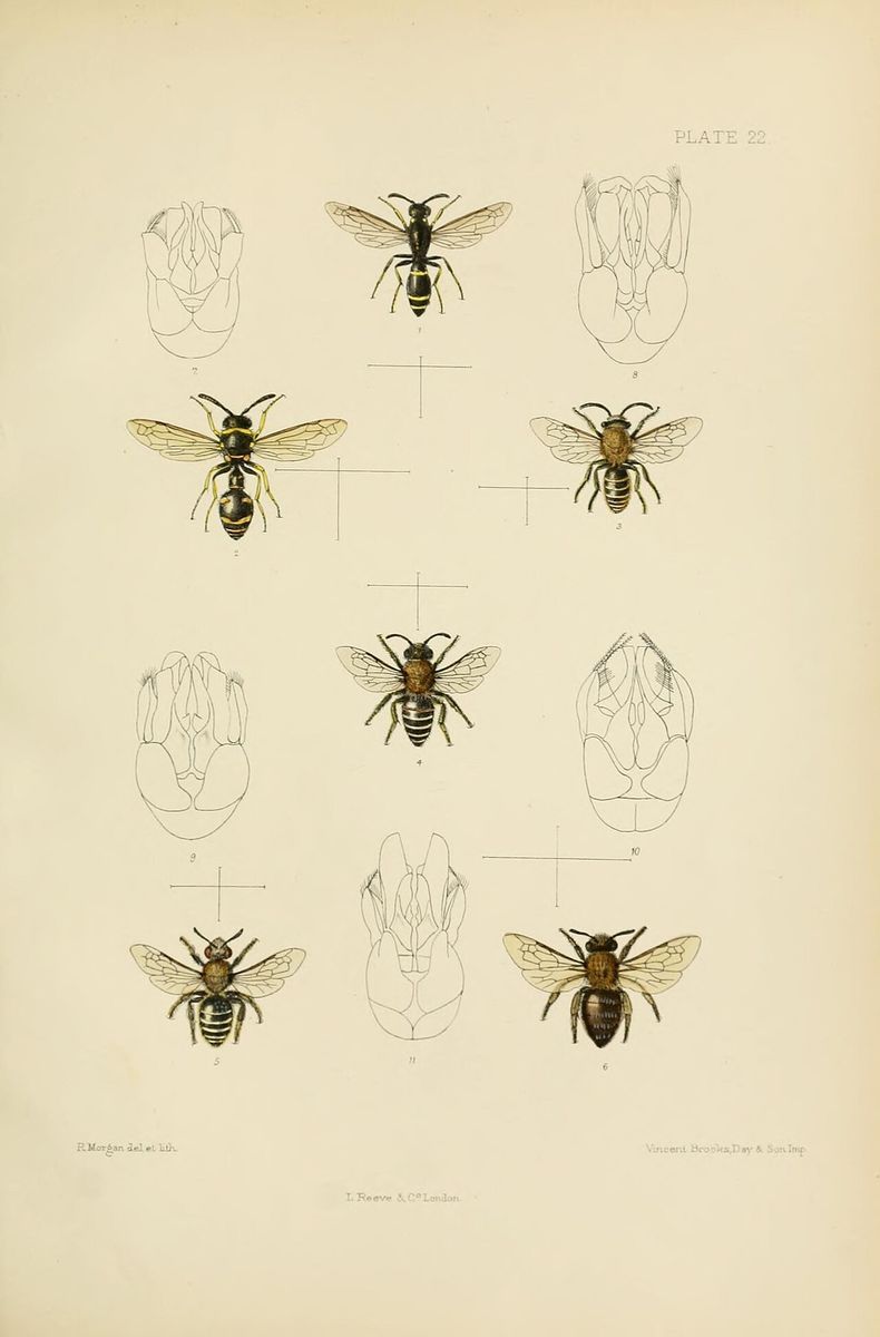 Bare-saddled Colletes