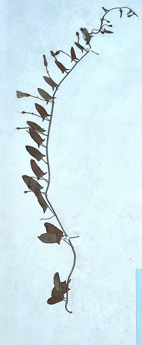 Field Bindweed