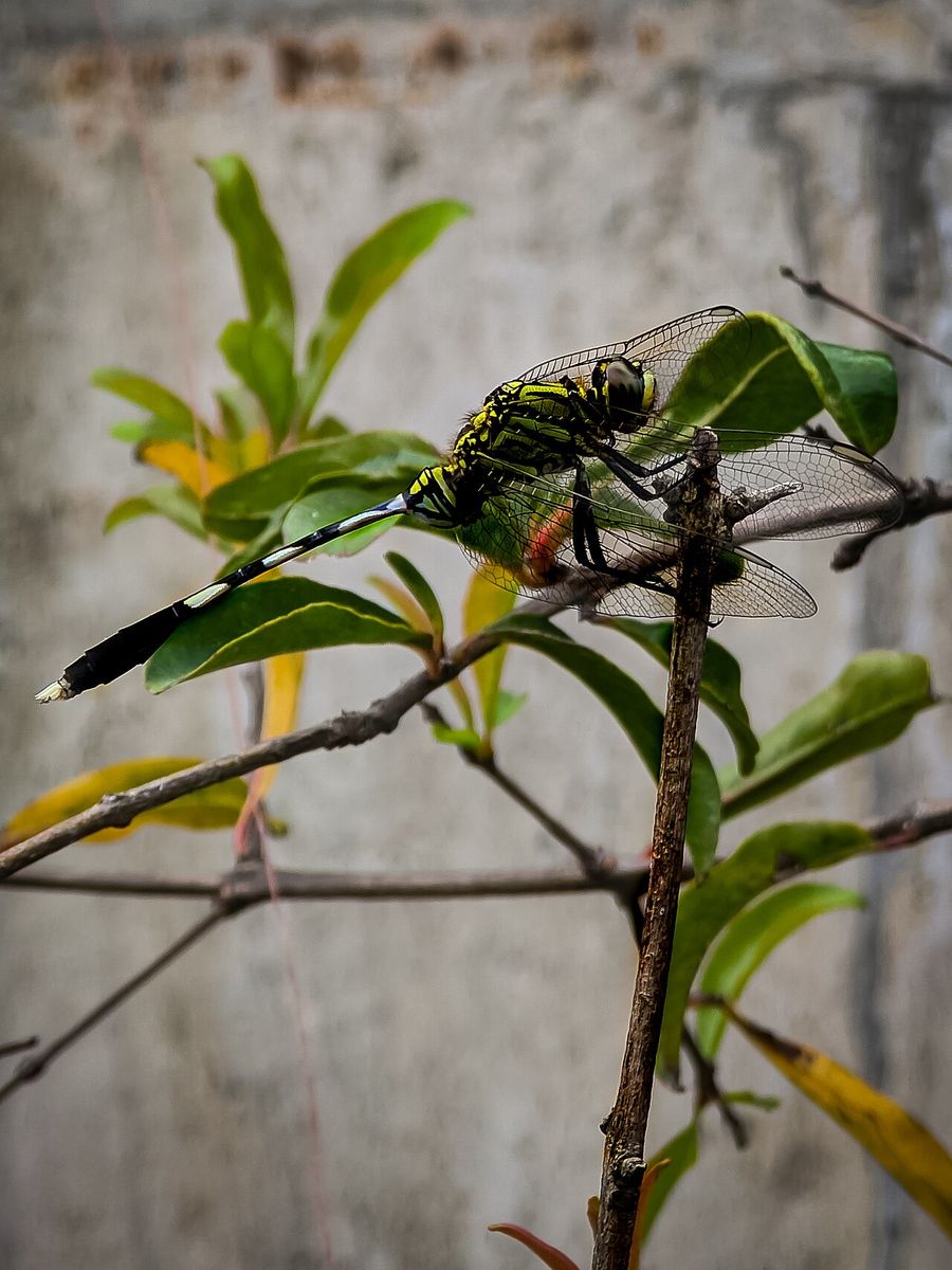 Golden-ringed Dragonfly