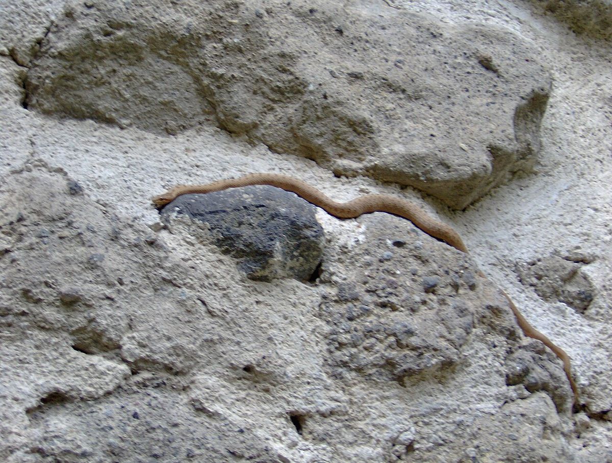 Smooth Snake
