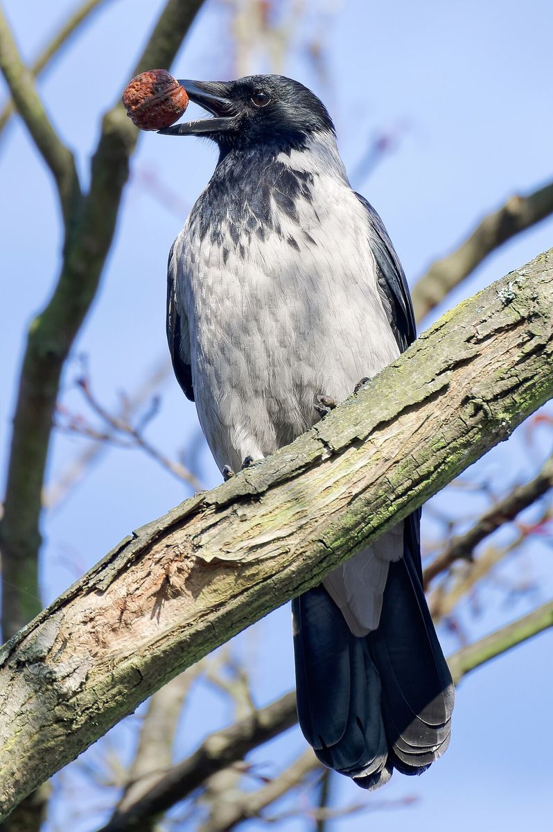 Hooded Crow