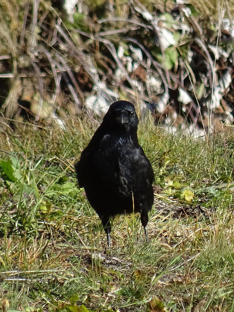 Carrion Crow