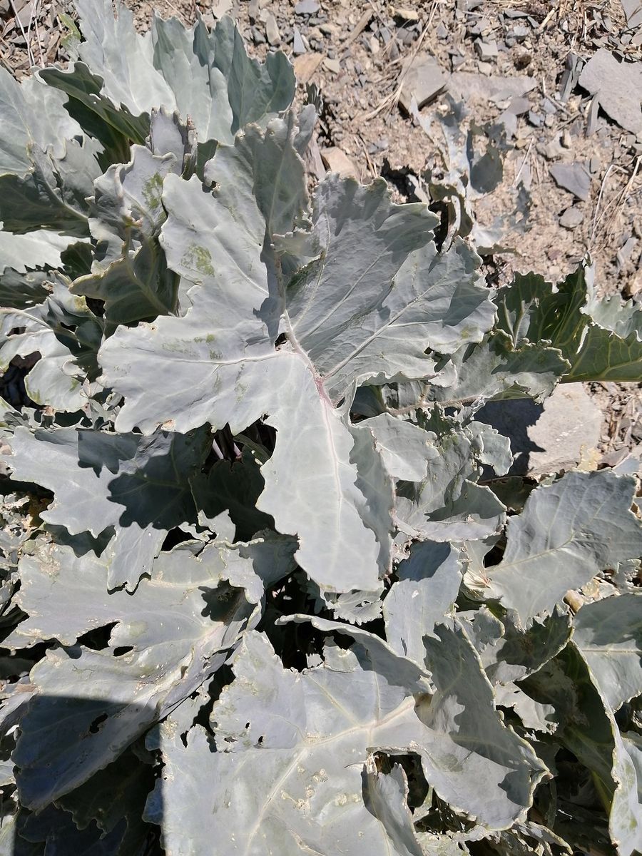 Sea-kale