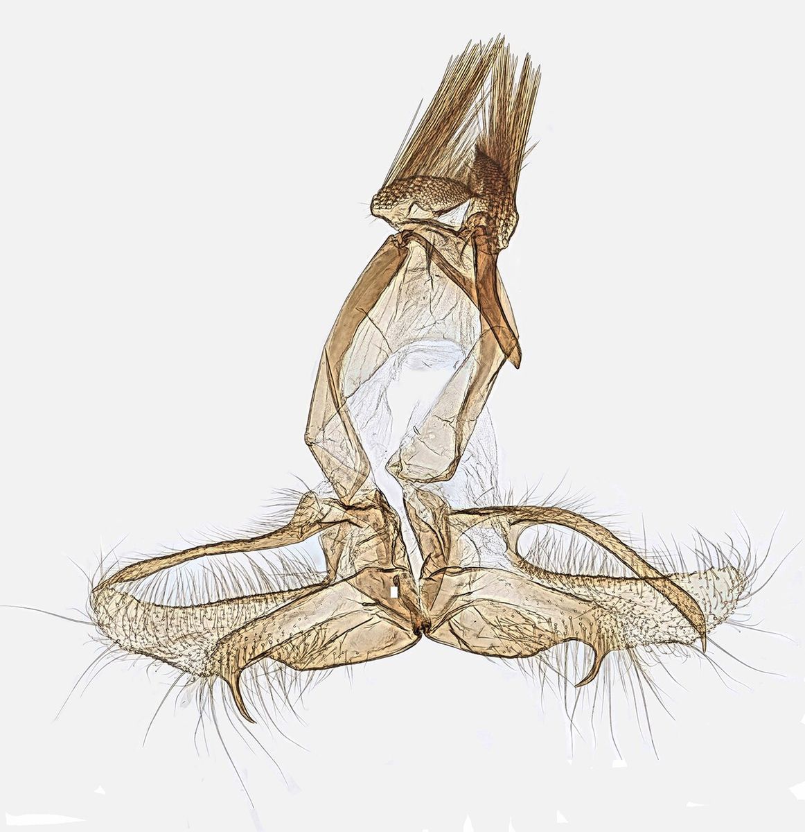 White-banded Grass-moth