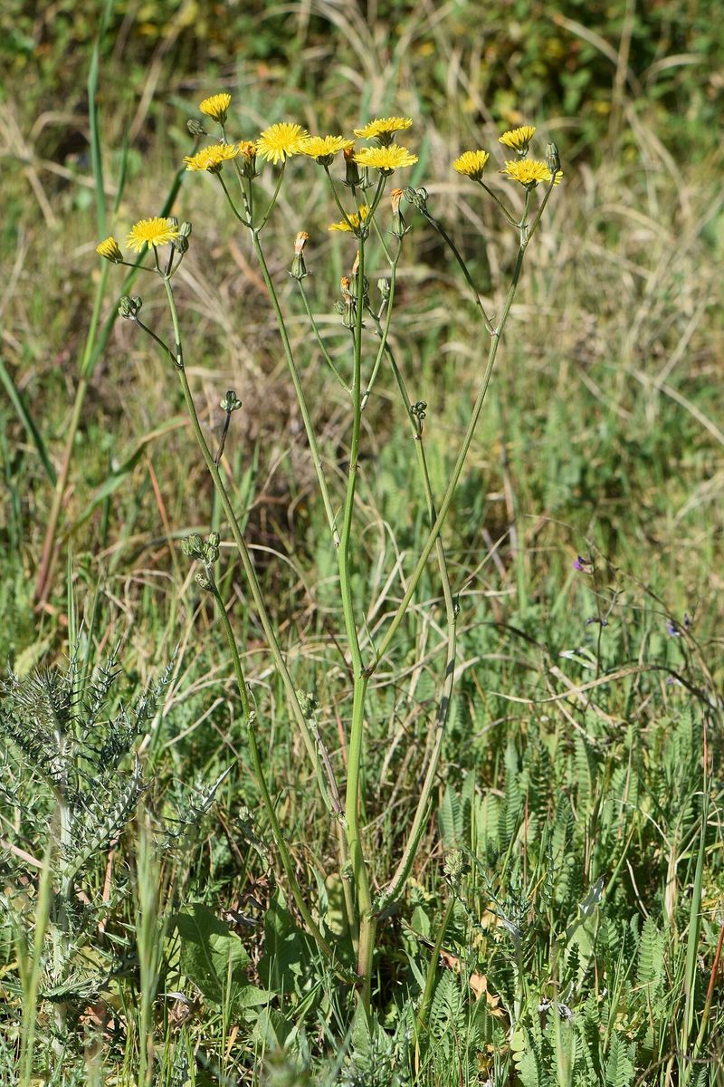 Beaked Hawk's-beard