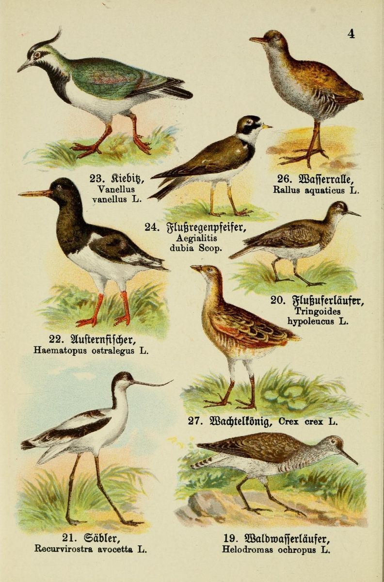Corn Crake