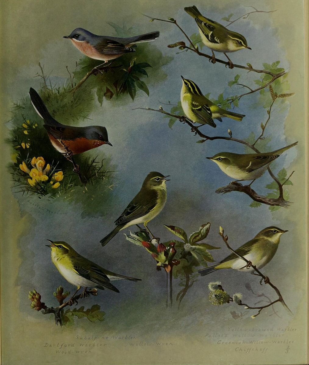 Eastern Subalpine Warbler