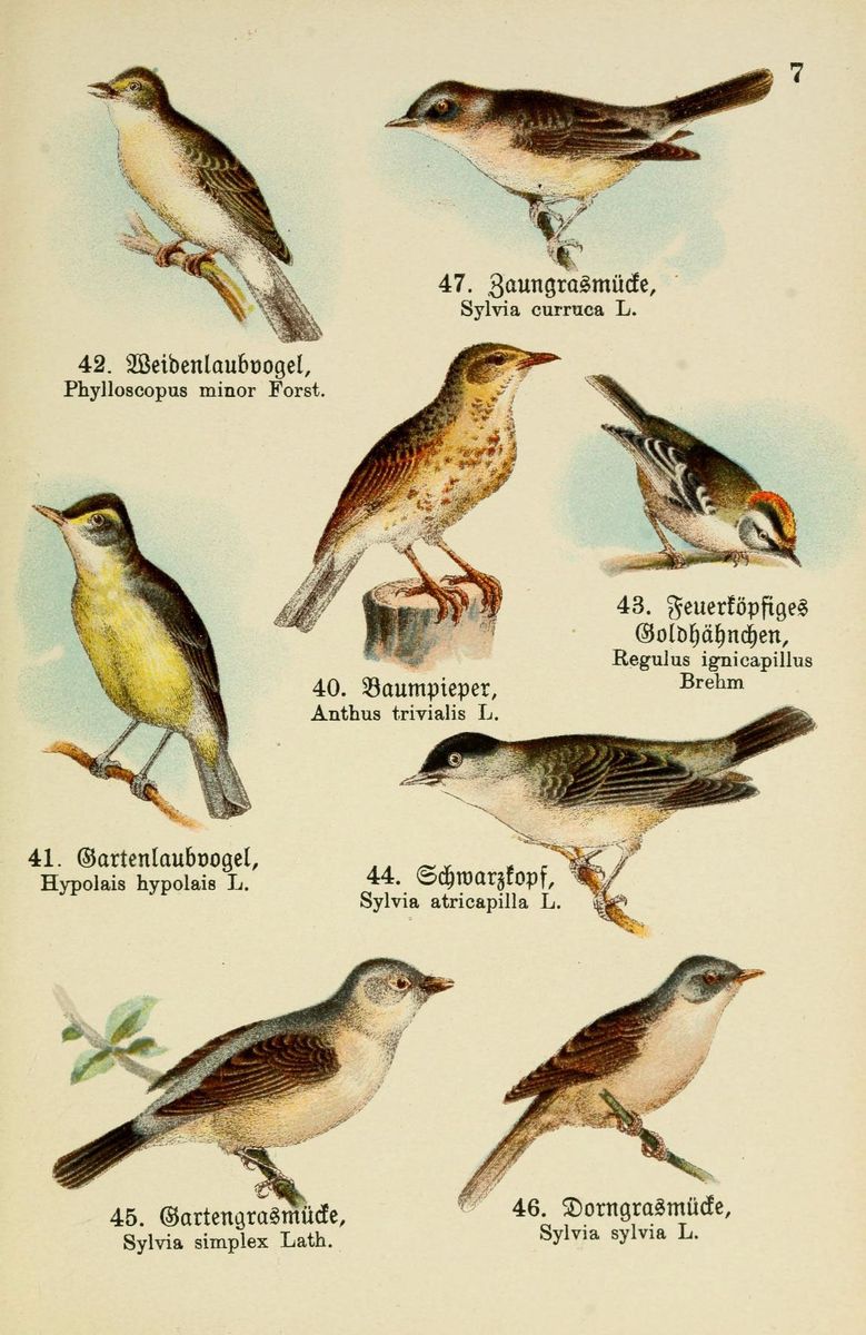 Lesser Whitethroat