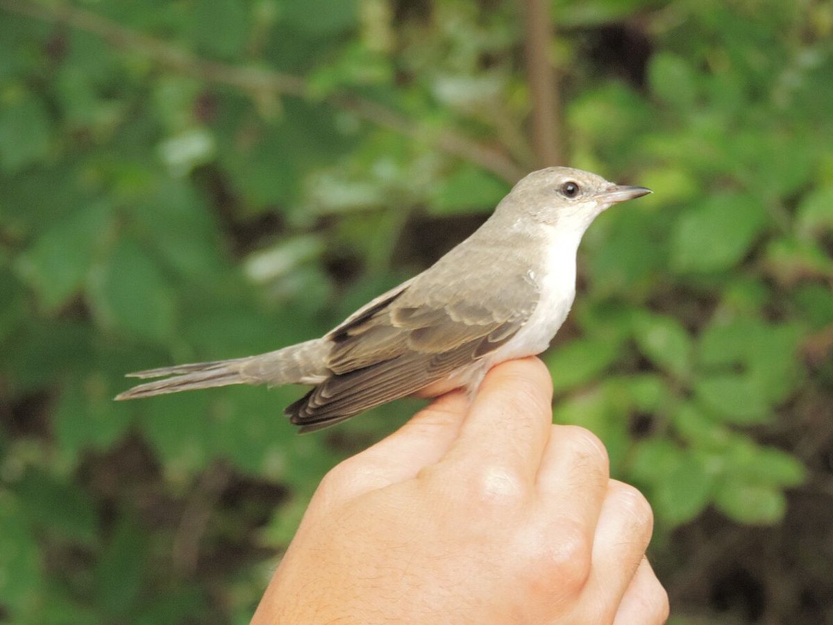 Barred Warbler