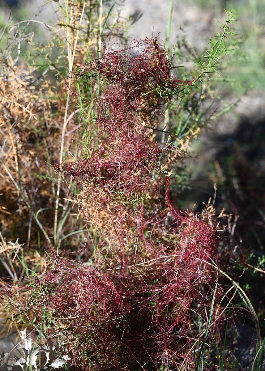 Dodder