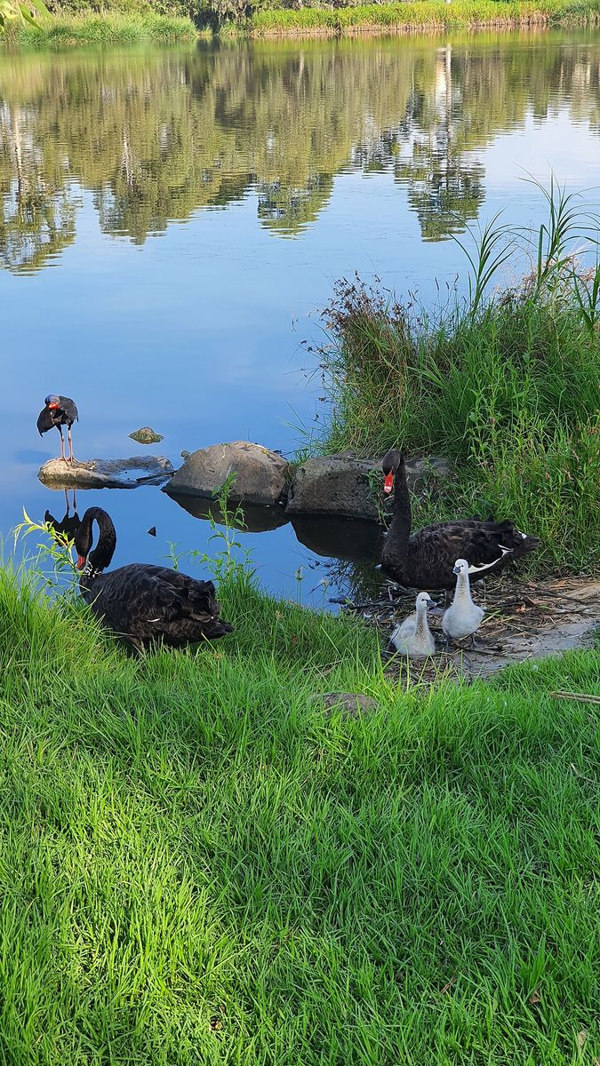 Black Swan