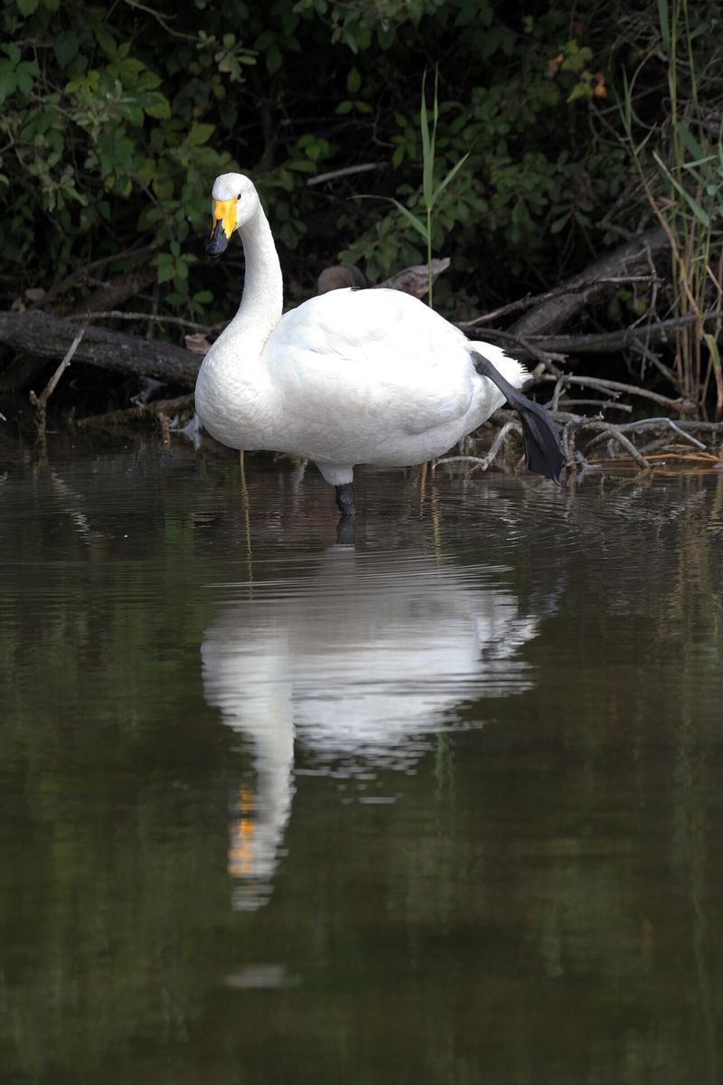 Whooper Swan