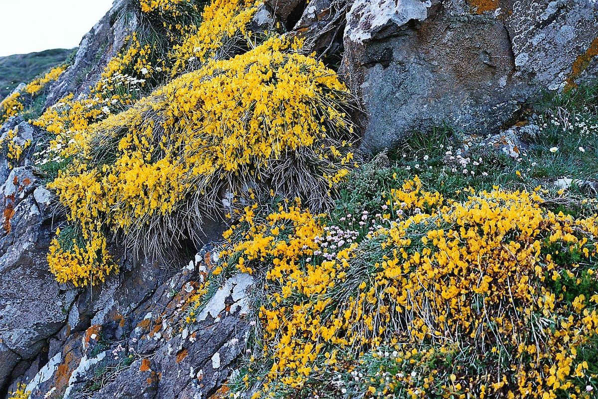 Prostrate Broom
