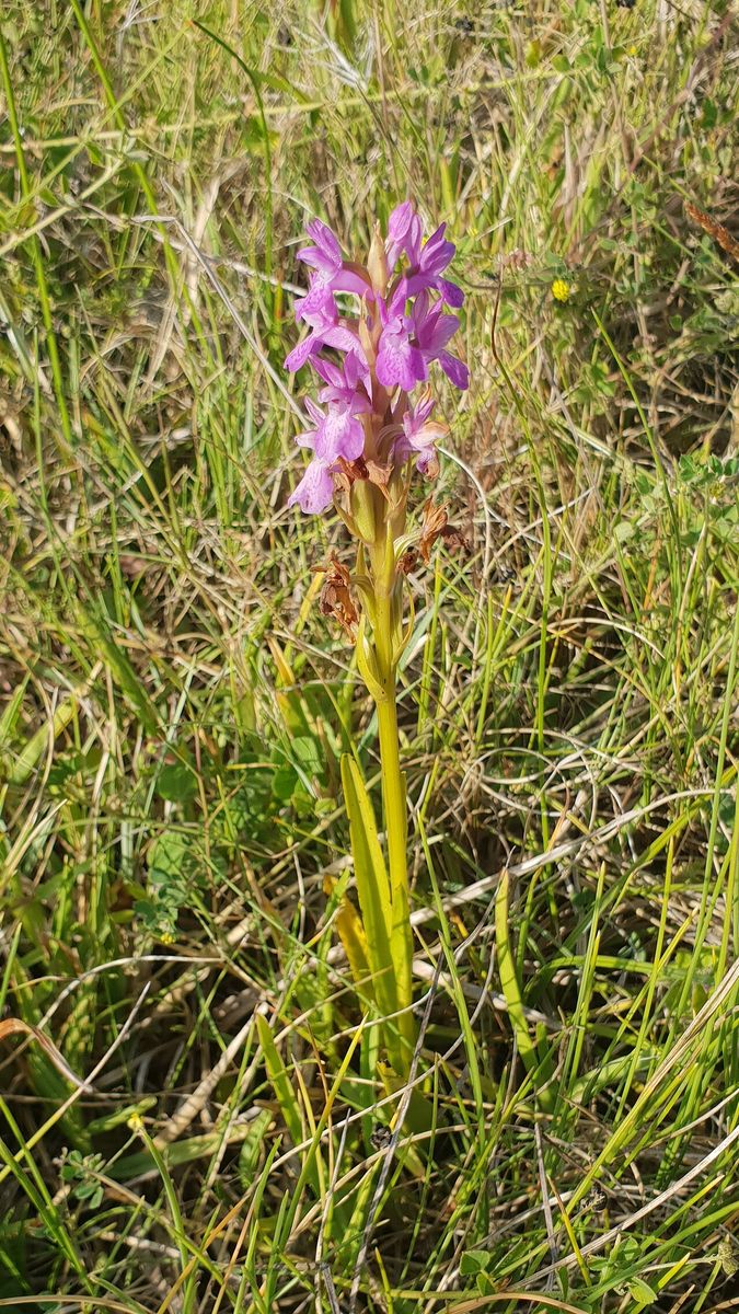 Early Marsh-orchid
