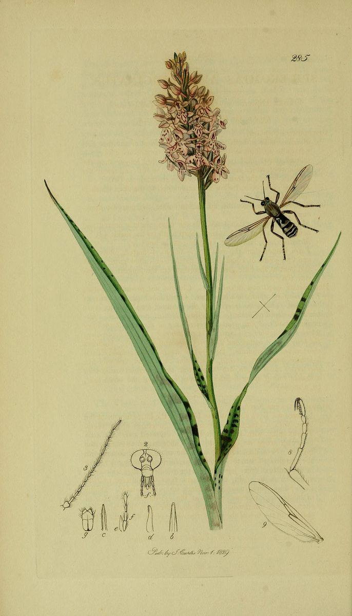 Heath Spotted-orchid