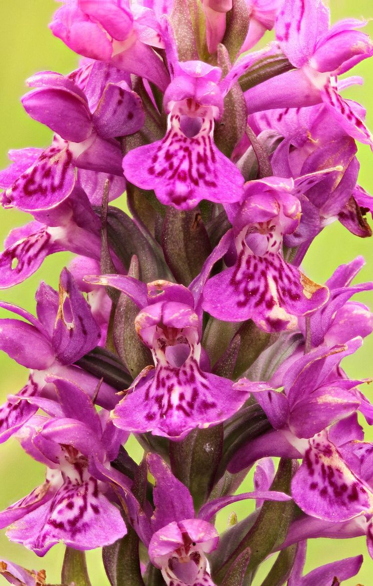 Northern Marsh-orchid
