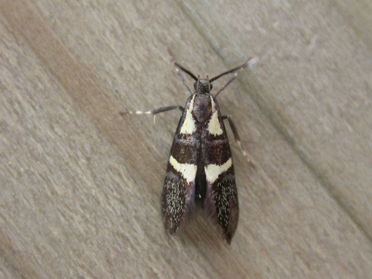 Cream-spot Bark Moth