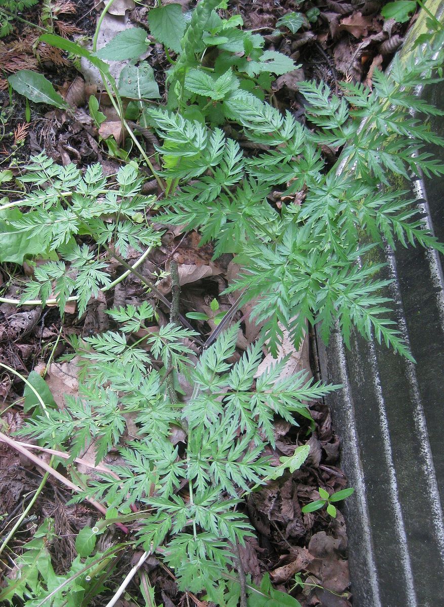 Wild Carrot