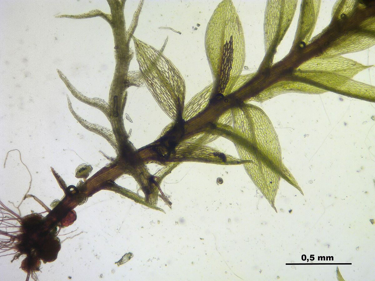 Field Forklet-moss