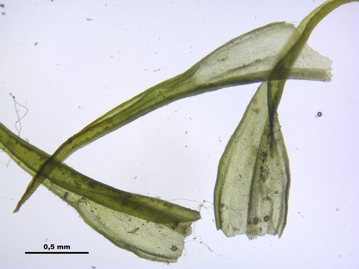 Fallacious Beard-moss