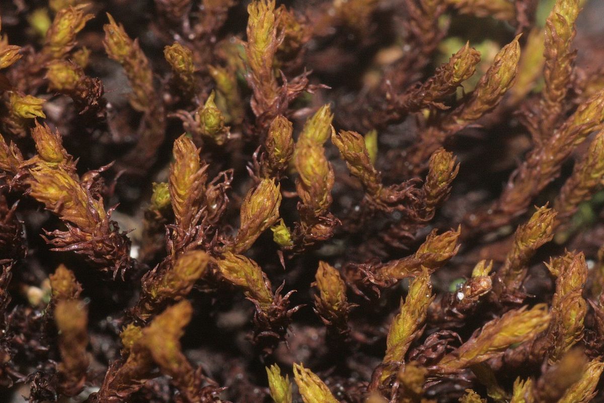 Rusty Beard-moss