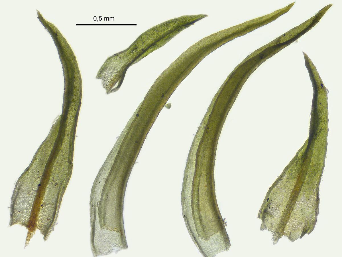 Cylindric Beard-moss