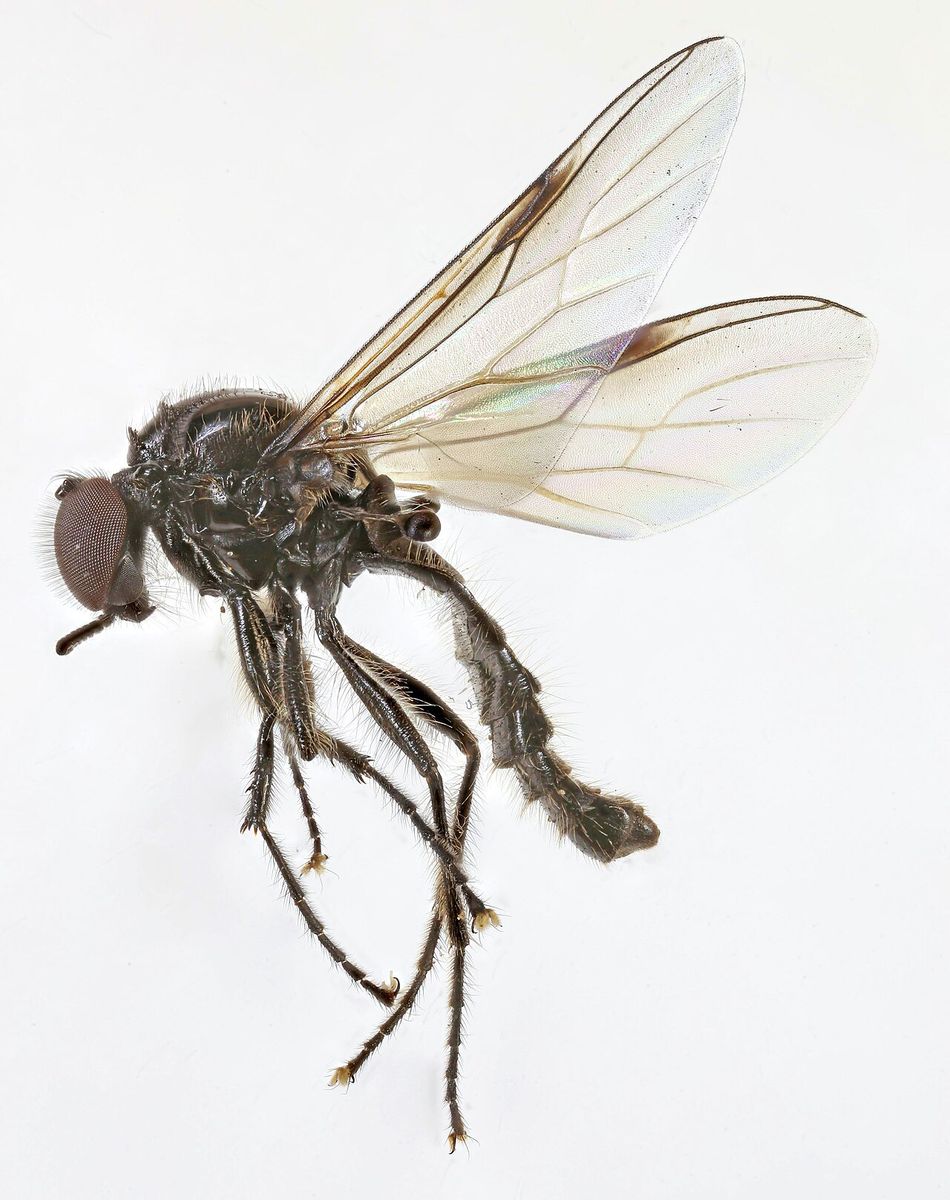Fever Fly
