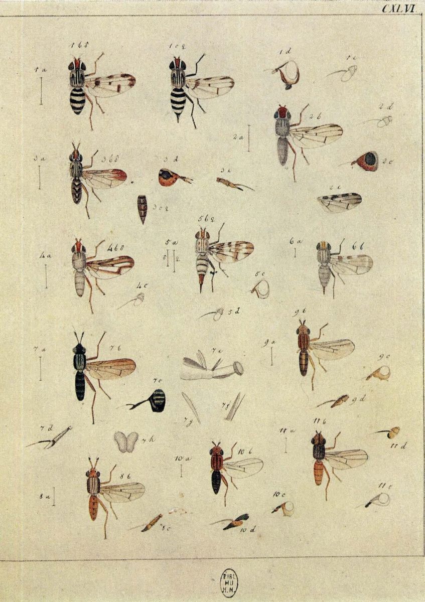 Picture-winged Fly