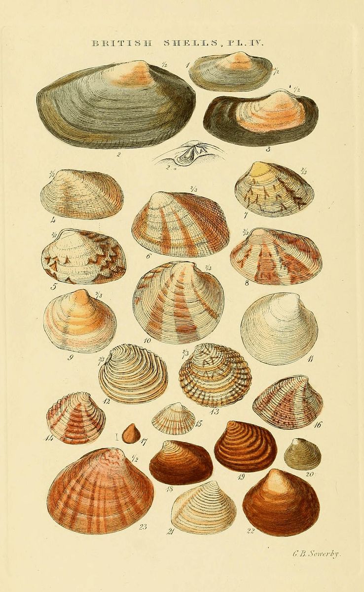 Warty Venus
