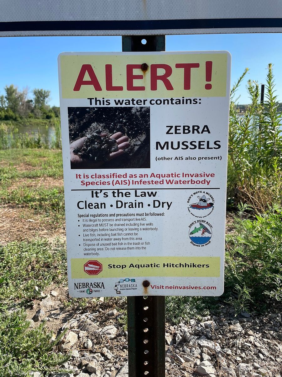 Zebra Mussel